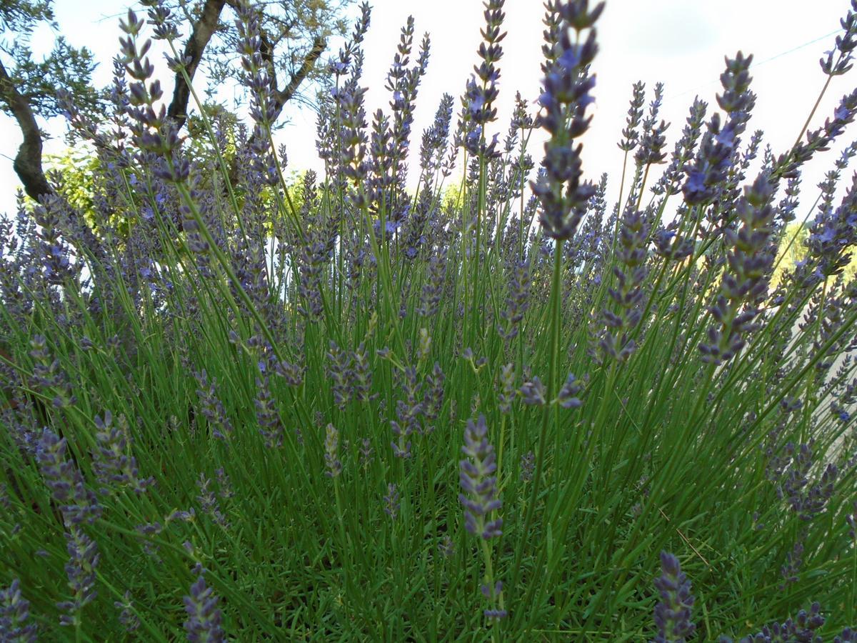 Gite Les Feuilles De Chene Βίλα Carpentras Εξωτερικό φωτογραφία